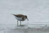 oeverloper - common sandpiper