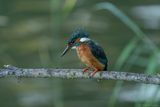ijsvogel - kingfisher