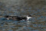 noordse pijlstormvogel - manx shearwater