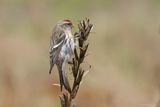 grote barmsijs - redpoll