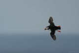 papegaaiduiker - puffin