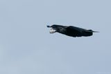 raaf - raven