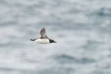 kortbekzeekoet - thick-billed murre