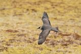 kleine jager - parasitic jaeger