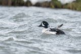 IJslandse brilduiker - Barrows goldeneye