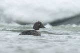 IJslandse brilduiker - Barrows goldeneye
