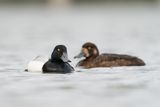 topper - greater scaup