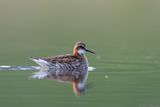 grauwe franjepoot - red-necked pharlarope