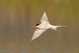 noordse stern - artic tern