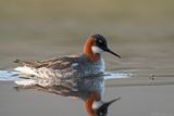 grauw franjepoot - red-necked pharlarope
