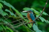 ijsvogel - kingfisher