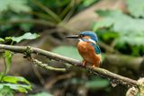 ijsvogel - kingfisher