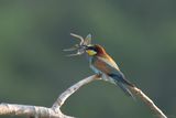 bijeneter - beeeater