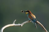 bijeneter - beeeater