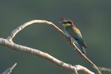 bijeneter - beeeater