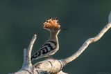 hop - Eurasian hoopoe