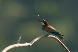 bijeneter - beeeater