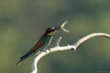 bijeneter - beeeater