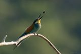 bijeneter - beeeater