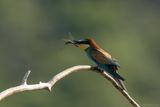 bijeneter - beeeater