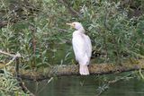 Aalscholver - great cormorant