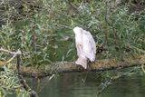 Aalscholver - great cormorant