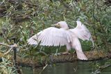 Aalscholver - great cormorant
