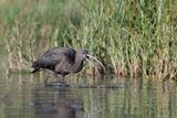 zwarte ibis - glossy ibis