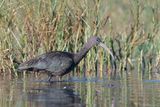 zwarte ibis - glossy ibis