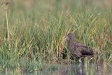 zwarte ibis - glossy ibis