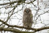 Bosuil - Tawny Owl