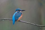 IJsvogel - Kingfisher