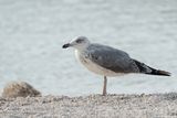 Geelpootmeeuw - Yellow-legged Gull