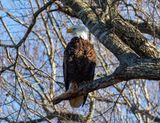 IMG_2119.jpg
