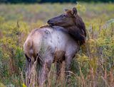 IMG_1958.jpg