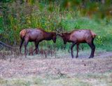 IMG_2008.jpg
