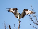 IMG_2236.jpg