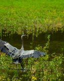 IMG_2923.jpg