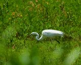 IMG_2956.jpg