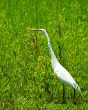 IMG_2959.jpg