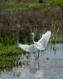 IMG_2932.jpg