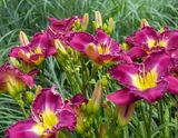 707A0954.jpg