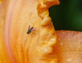 IMG_7911.jpg