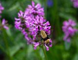 IMG_7937.jpg