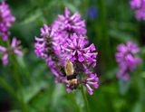 IMG_7938.jpg