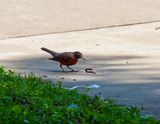 IMG_8087.jpg