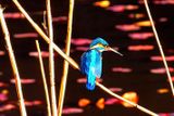 Kingfisher on Lake