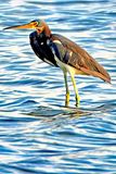 Stork Like Heron