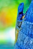 The Unexpected Blue Lizard 
