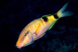  Goatfish, Parupeneus multifasciatus Free Swimming 